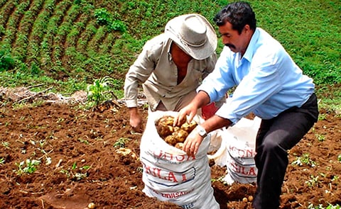 Honduras: Inspeccionan cultivos de papa afectadas por palomillas en Intibucá. Honduras: Inspeccionan cultivos de papa afectadas por palomillas en Intibucá.