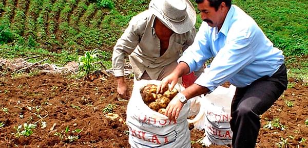 Honduras: Inspeccionan cultivos de papa afectadas por palomillas en Intibucá.