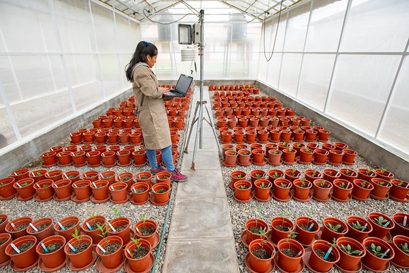 Kristel Hotuya, a Master of Science student at the Universidad Nacional Agraria La Molina in Peru inspects potential new potato varieties. Kristel Hotuya, a Master of Science student at the Universidad Nacional Agraria La Molina in Peru inspects potential new potato varieties.