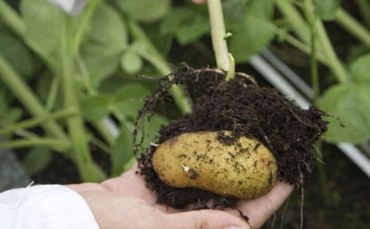 En España investigan variedades de papa que mejor se adapten al cambio climático