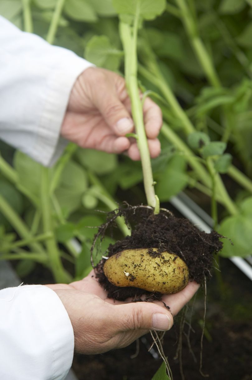 En España investigan variedades de papa que mejor se adapten al cambio climático