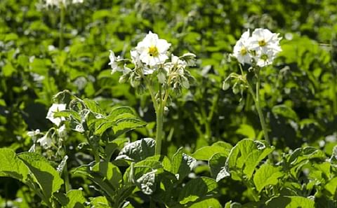 INTA leads the genetic improvement of the potato crop