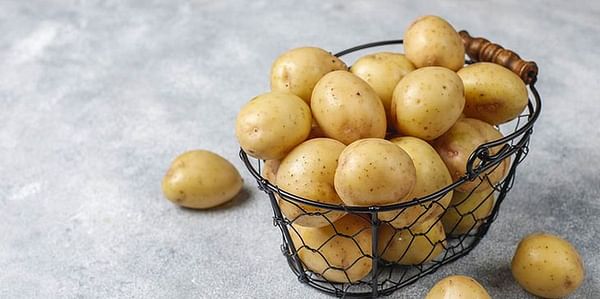 INTA propone variedades de patata con mejor rendimiento para el consumo y la industria.