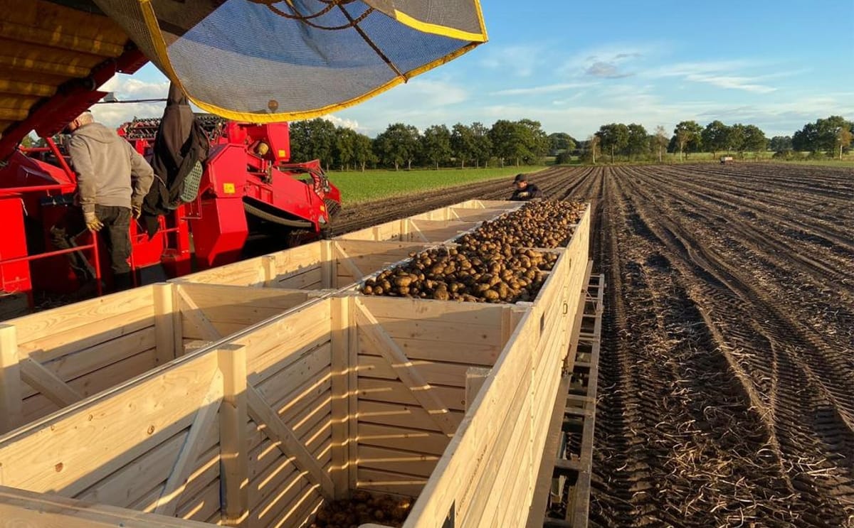 Inter Agra wooden pallet boxes support efficient potato harvesting, handling and transport while protecting tuber quality.
