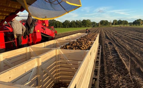 Inter Agra wooden pallet boxes support efficient potato harvesting, handling and transport while protecting tuber quality. Inter Agra wooden pallet boxes support efficient potato harvesting, handling and transport while protecting tuber quality.