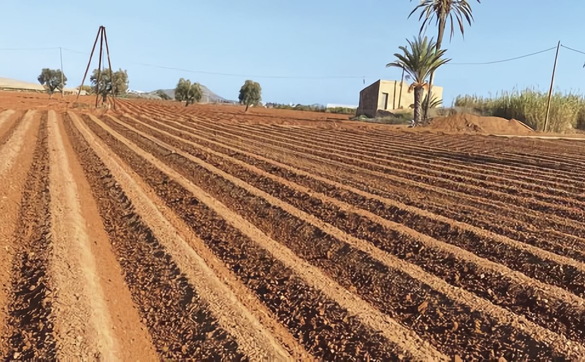 La siembra de patata avanza a buen ritmo en Baleares, pero se estanca en Cartagena