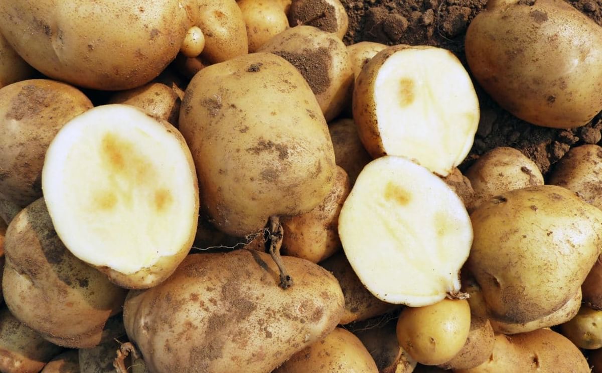 Potatoes showing internal damage caused by extreme heat — part of ongoing Lethbridge research aimed at helping farmers protect crop quality and resilience amid shifting weather patterns. Potatoes showing internal damage caused by extreme heat — part of ongoing Lethbridge research aimed at helping farmers protect crop quality and resilience amid shifting weather patterns.