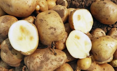 Potatoes showing internal damage caused by extreme heat — part of ongoing Lethbridge research aimed at helping farmers protect crop quality and resilience amid shifting weather patterns. Potatoes showing internal damage caused by extreme heat — part of ongoing Lethbridge research aimed at helping farmers protect crop quality and resilience amid shifting weather patterns.