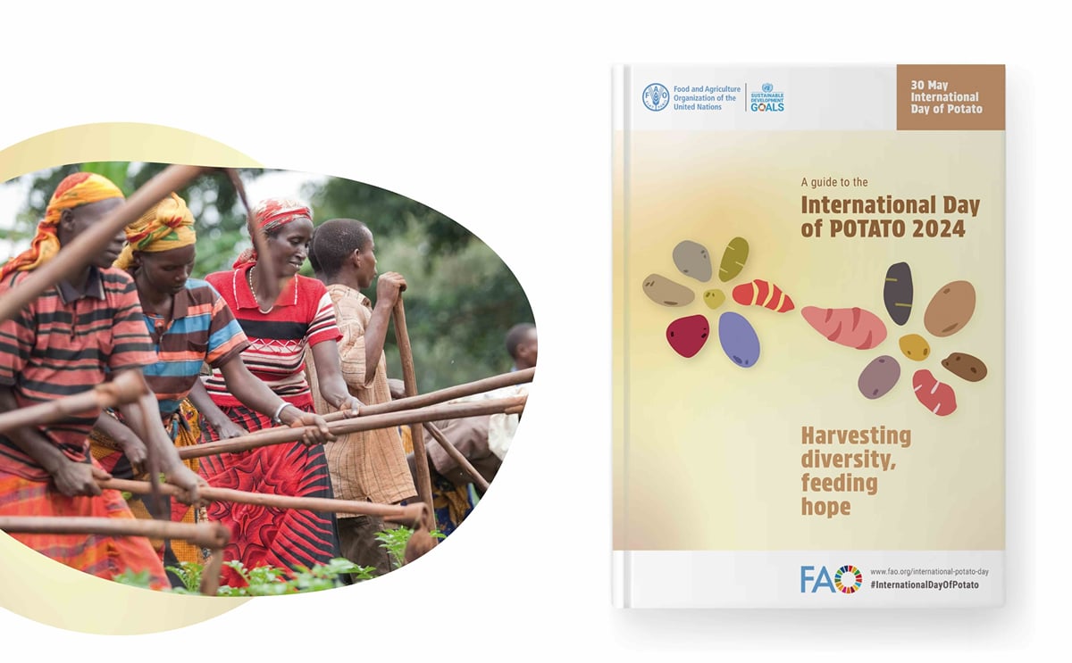 'Harvesting diversity, feeding hope' is the theme of International Day of Potato 2024 'Harvesting diversity, feeding hope' is the theme of International Day of Potato 2024