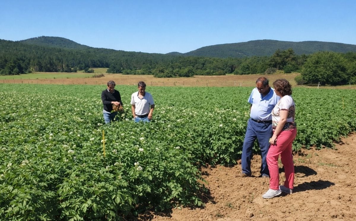 Papa ecológica: Resultados económicos y problemas sanitarios