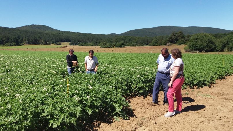Papa ecológica: Resultados económicos y problemas sanitarios