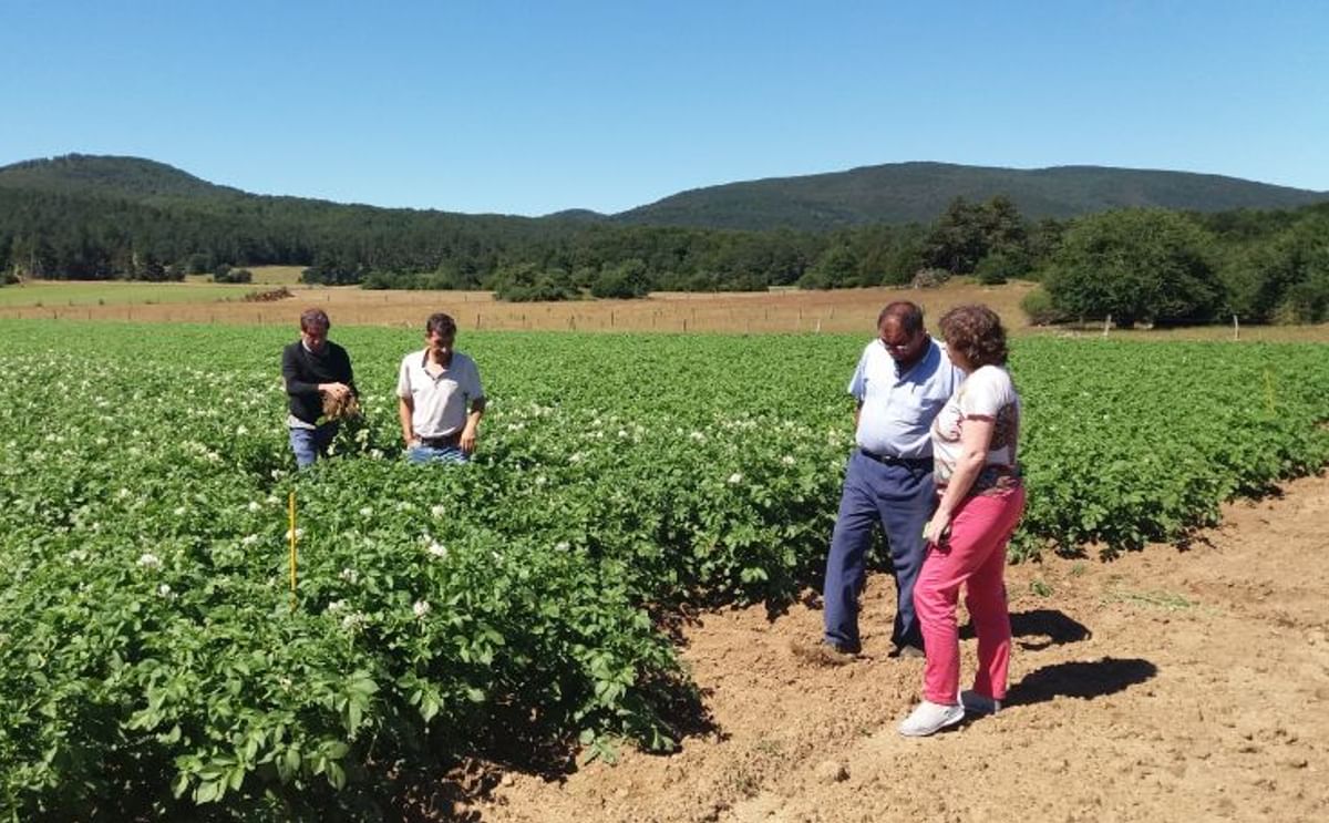 Papa ecológica: Resultados económicos y problemas sanitarios Papa ecológica: Resultados económicos y problemas sanitarios