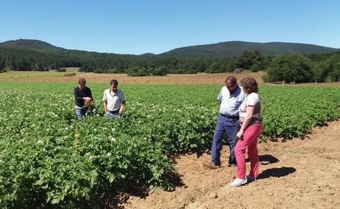 Papa ecológica: Resultados económicos y problemas sanitarios Papa ecológica: Resultados económicos y problemas sanitarios
