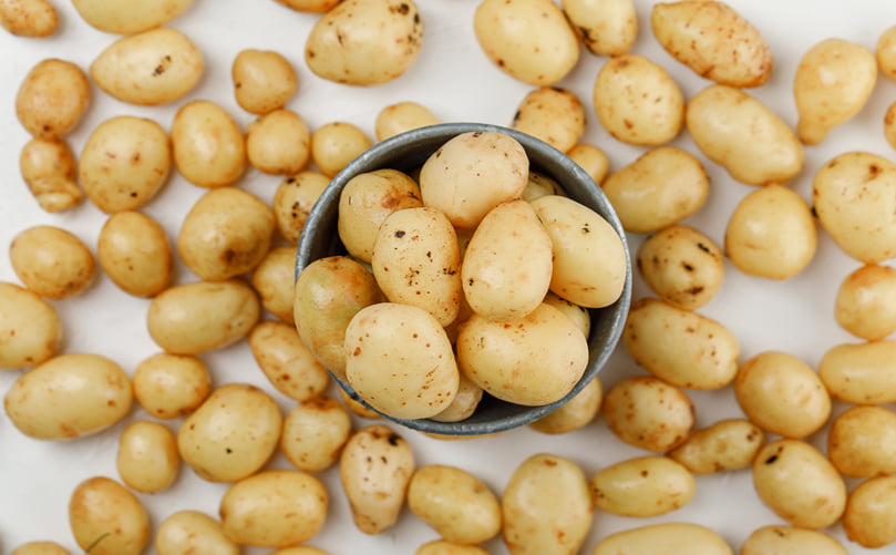 Healthy Potato Mini Tubers Ready for Disease-Free Seed Production Healthy Potato Mini Tubers Ready for Disease-Free Seed Production