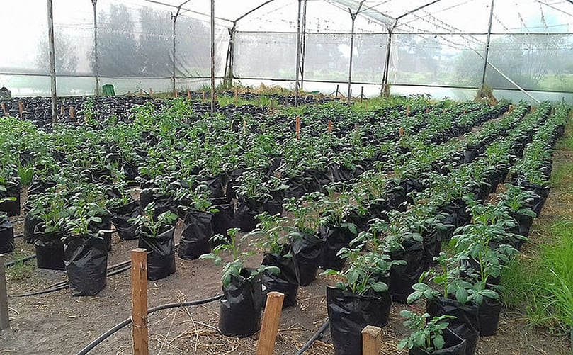 El Estudio se llevó a cabo bajo invernadero, en la Facultad de Ciencias Agrarias de la UNAL, sede Bogotá. El Estudio se llevó a cabo bajo invernadero, en la Facultad de Ciencias Agrarias de la UNAL, sede Bogotá.