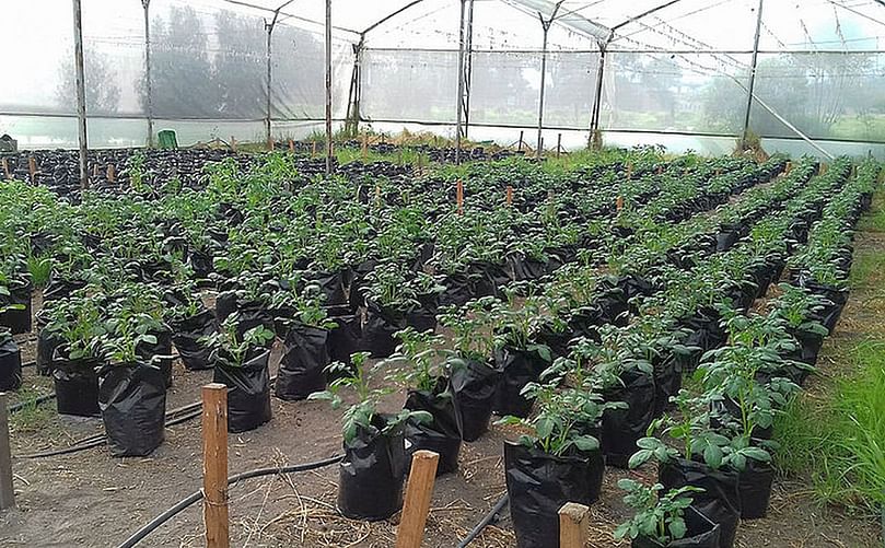 El Estudio se llevó a cabo bajo invernadero, en la Facultad de Ciencias Agrarias de la UNAL, sede Bogotá.