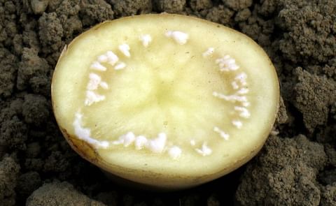 Investigadores analizan situación de la marchitez bacteriana Investigadores analizan situación de la marchitez bacteriana