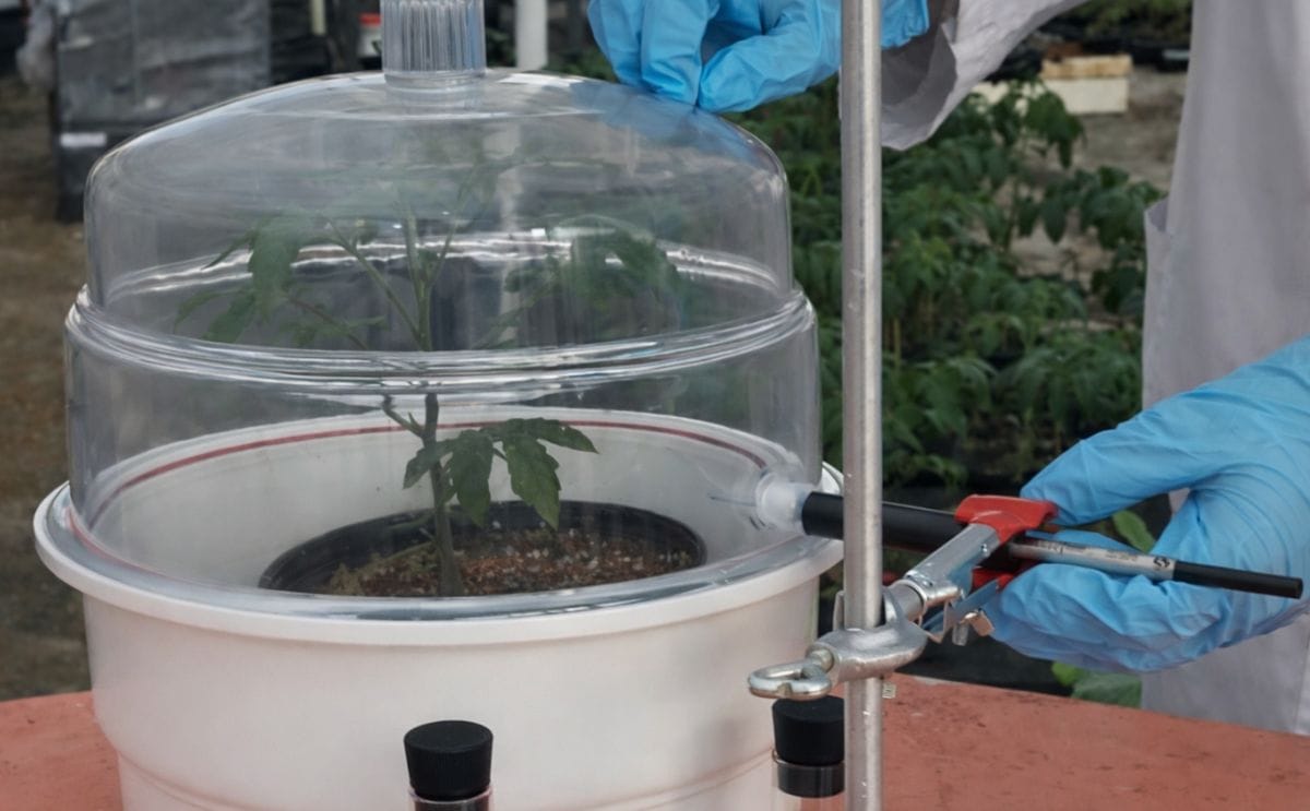 México: Investigan control biológico de plagas mediante compuestos orgánicos volátiles emitidos por plantas