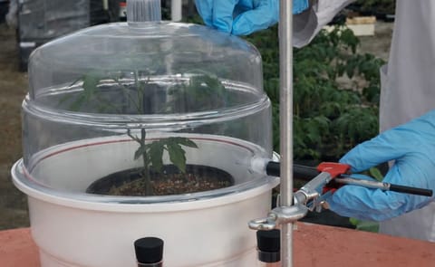 México: Investigan control biológico de plagas mediante compuestos orgánicos volátiles emitidos por plantas México: Investigan control biológico de plagas mediante compuestos orgánicos volátiles emitidos por plantas