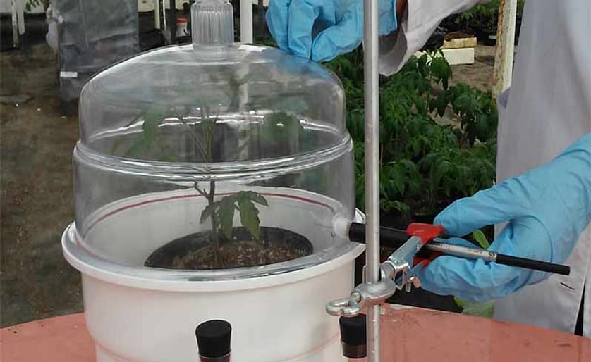 México: Investigan control biológico de plagas mediante compuestos orgánicos volátiles emitidos por plantas
