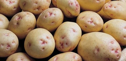 Utkal Tubers India plans to ramp up its production of seed potatoes