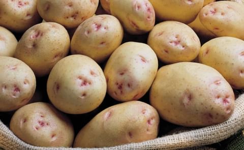 One of the more successful potato varieties of the IPM Group in recent trials in Kenya was the variety Cara. One of the more successful potato varieties of the IPM Group in recent trials in Kenya was the variety Cara.