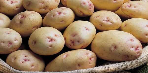 Utkal Tubers India plans to ramp up its production of seed potatoes