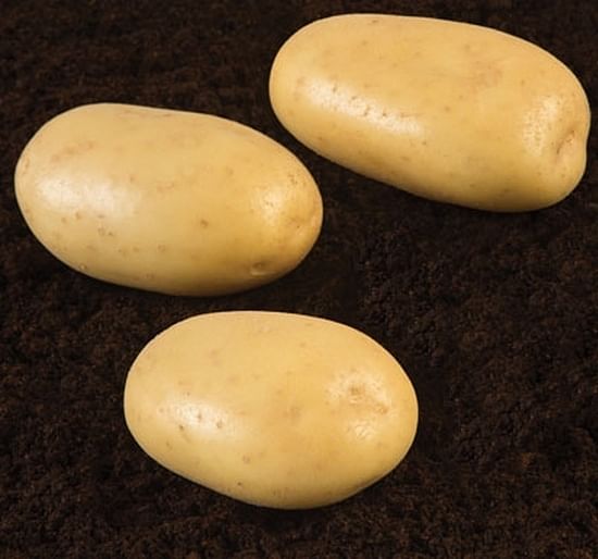 IPM potato variety Gravity - a very high yielding maincrop variety - is suitable for the fresh market, French fries and peeling/catering.