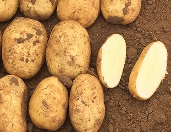 Maverick is a very high yielding variety primarily for the French fry sector, has resistance to drought & PCN Ro1, matures naturally and has long dormancy.
Excellent fry colours from medium and long-term storage. The large tuber size and shape enable very good conversion rate to French fries.