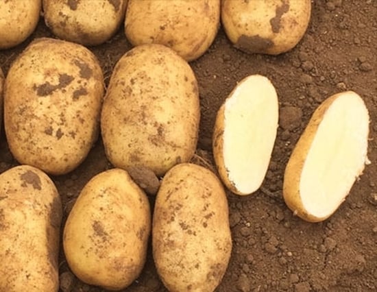 Maverick is a very high yielding variety primarily for the French fry sector, has resistance to drought & PCN Ro1, matures naturally and has long dormancy.
Excellent fry colours from medium and long-term storage. The large tuber size and shape enable very good conversion rate to French fries. Maverick is a very high yielding variety primarily for the French fry sector, has resistance to drought & PCN Ro1, matures naturally and has long dormancy.
Excellent fry colours from medium and long-term storage. The large tuber size and shape enable very good conversion rate to French fries.