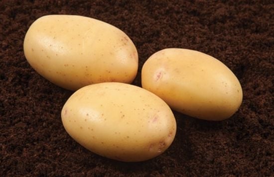 The potato variety Nectar climbed two places to become the fourth most widely grown potato variety in Great Britain The potato variety Nectar climbed two places to become the fourth most widely grown potato variety in Great Britain