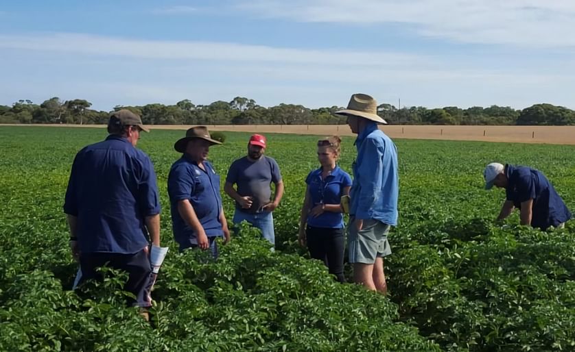 Angelica Cameron of IPM Technologies is discussing insect management in potato crops with growers on Kangaroo Island