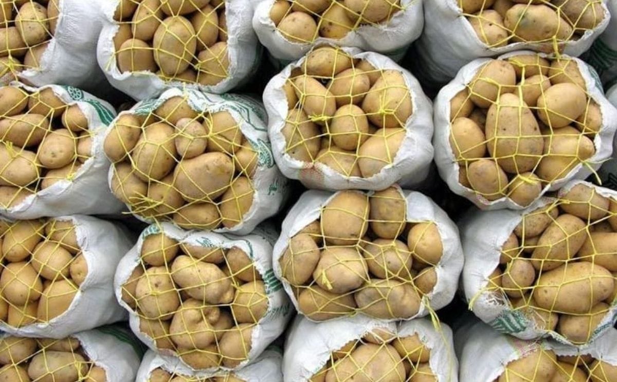 Packed Potatoes (Courtesy: Iran Potato)