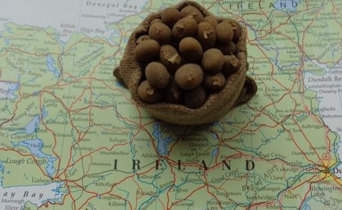 A million Irish died during the great famine in the country in the 1840s. The same number emigrated to the USA or other countries. The culprit was potato blight, which still plagues potato farmers today. A million Irish died during the great famine in the country in the 1840s. The same number emigrated to the USA or other countries. The culprit was potato blight, which still plagues potato farmers today.