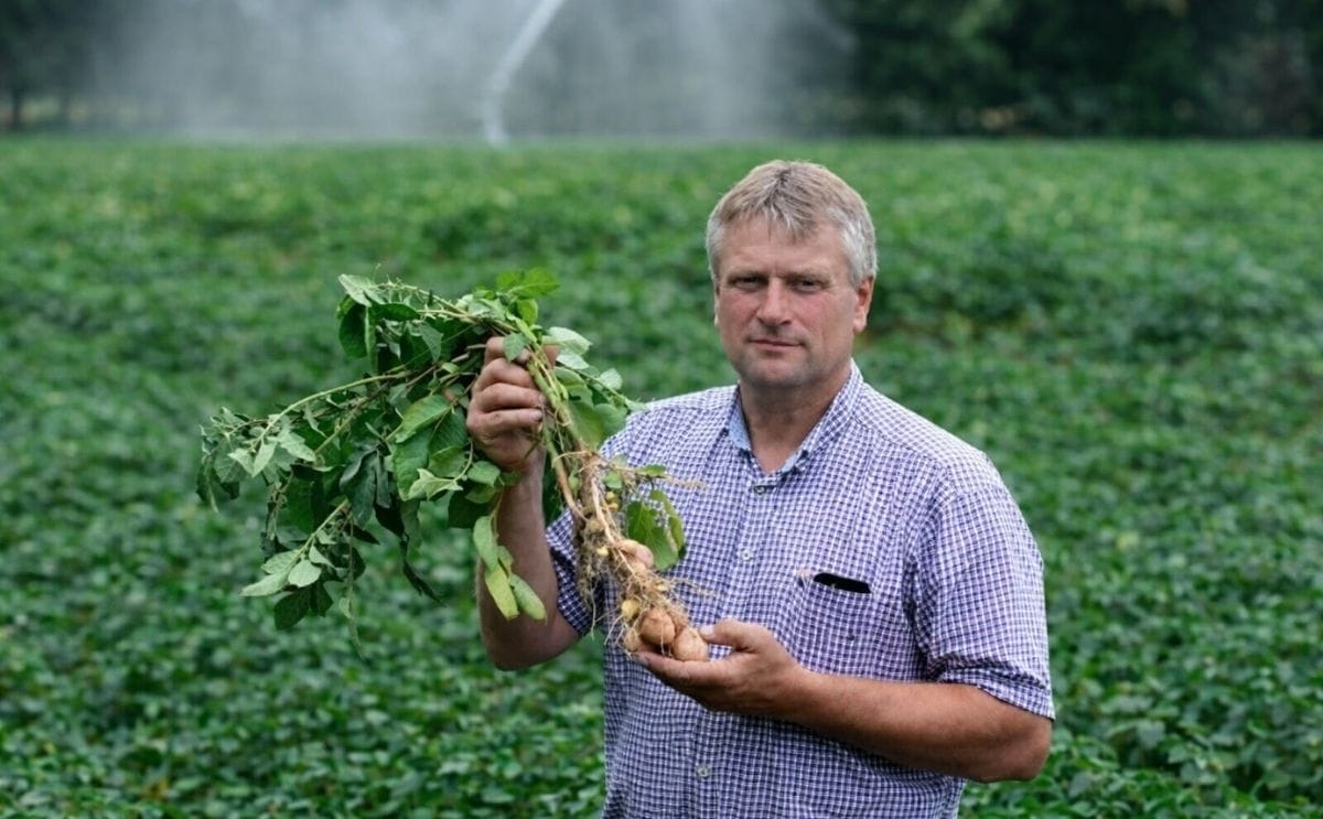 Potatoes stop growing in parched earth Potatoes stop growing in parched earth