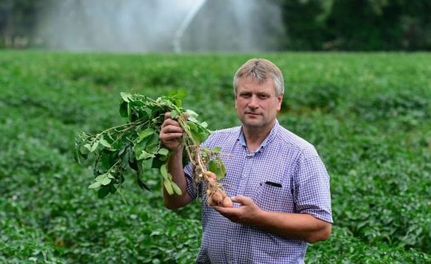 David Rodgers says dry weather has forced his potato plants into “shutting down” (Courtesy: Irish Times)