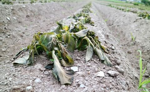 Freezing temperatures around Ireland over the past week has damaged many early potato crops. Freezing temperatures around Ireland over the past week has damaged many early potato crops.