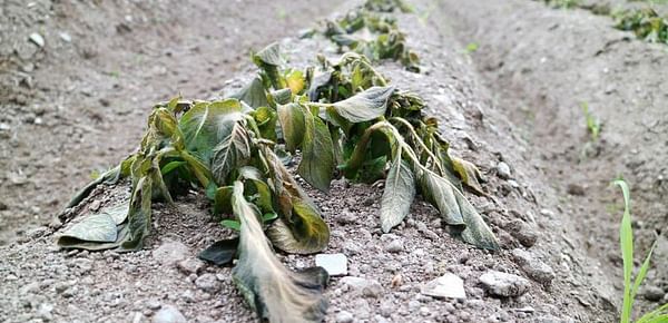 Frost causes severe damage to early potato crops in Ireland– pictures