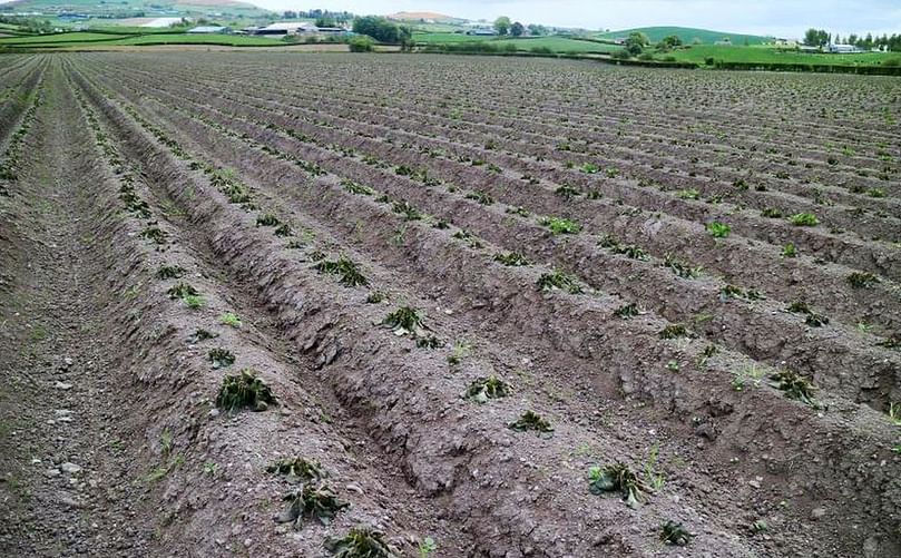 Jamie's entire field has been damaged by frost.