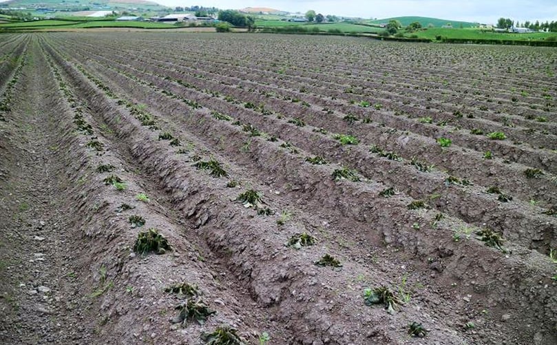 Jamie's entire field has been damaged by frost. Jamie's entire field has been damaged by frost.