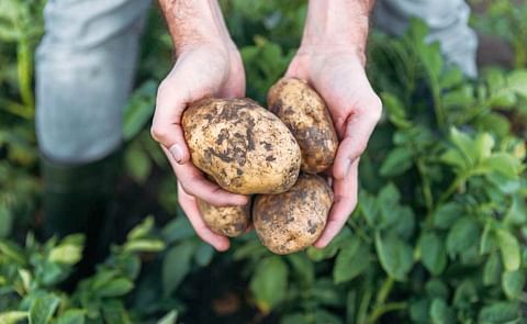 Brexit reality dawns for Irish potato growers
Brexit reality dawns for Irish potato growers