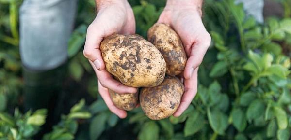 Brexit reality dawns for Irish potato growers