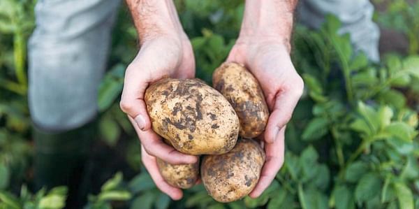 Brexit reality dawns for Irish potato growers