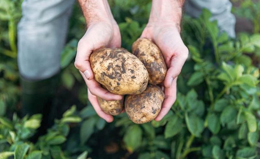 Brexit reality dawns for Irish potato growers
