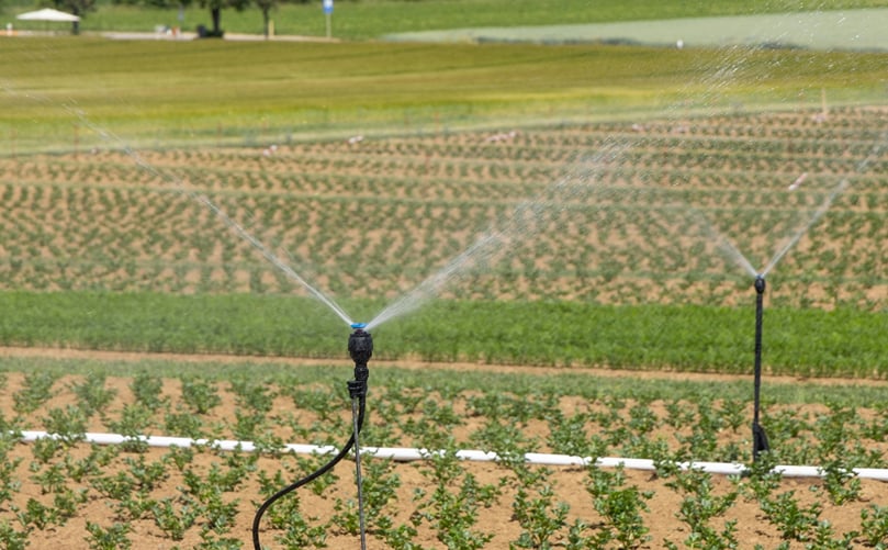 pinkler Irrigation Delivering Water Directly to Potato pinkler Irrigation Delivering Water Directly to Potato