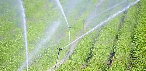 Jersey: Farmers feeling the heat as the Island is set to enter a drought