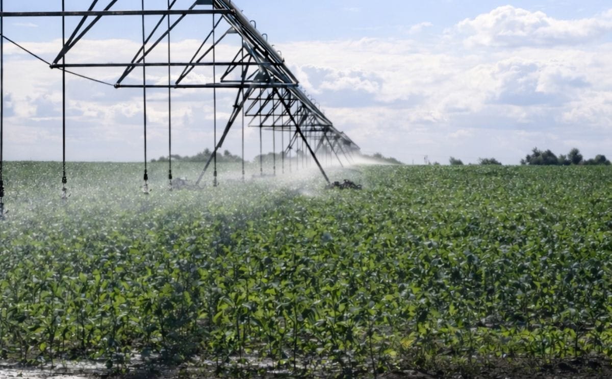 South Australian potato growers fighting government on water allocations