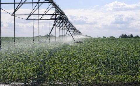 South Australian potato growers fighting government on water allocations South Australian potato growers fighting government on water allocations