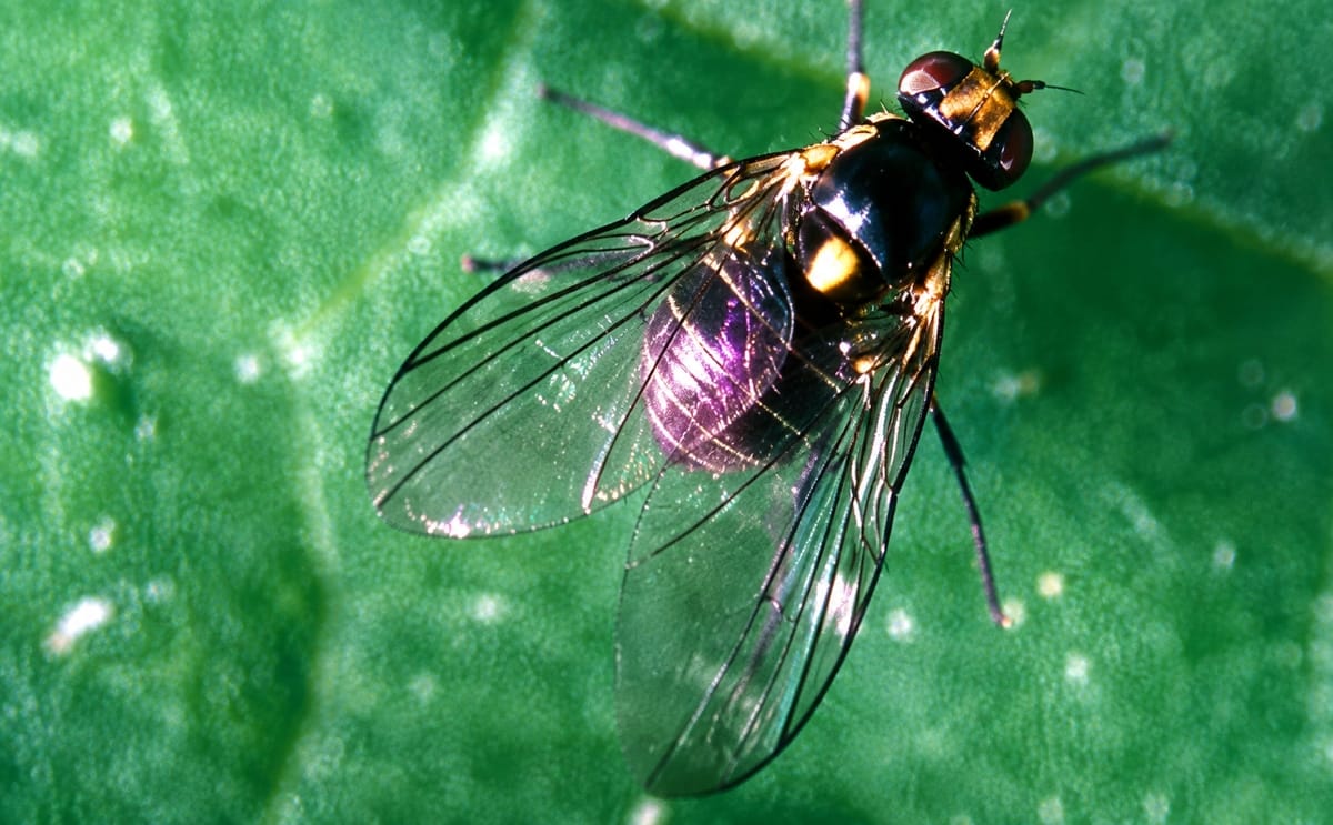 It's the first time a serpentine leafminer has been detected in Tasmania. (Courtesy: Central Science Laboratory, Harpenden) It's the first time a serpentine leafminer has been detected in Tasmania. (Courtesy: Central Science Laboratory, Harpenden)