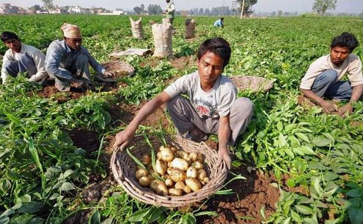 With their product rotting, potato growers in Indian East Punjab are suffering huge losses and Jalandhar Potato Growers Association (JPGA) has demanded urgent export of potatoes to Pakistan and availability of express rail rakes for transporting their pro